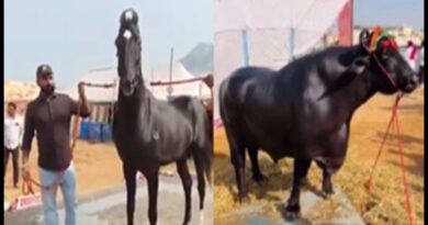 పుష్కర్ మేళాలో ప్రత్యేక ఆకర్షణగా రూ.15 కోట్ల గుర్రం, రూ.23 కోట్ల గేదె