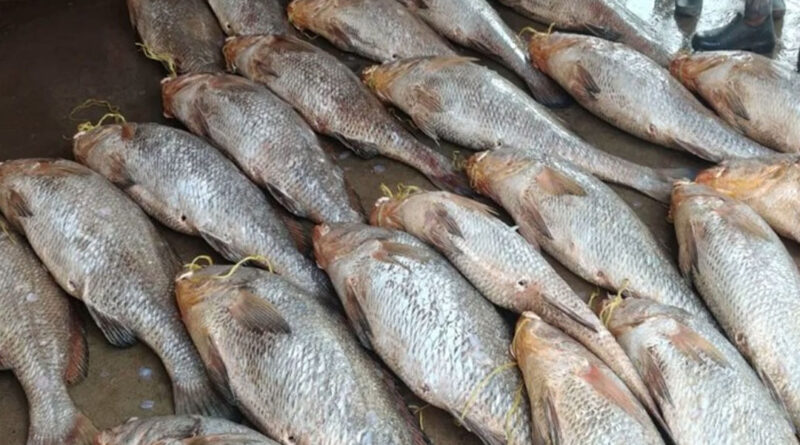bengal_fisheries