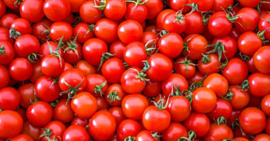 కుప్పకూలిన టమాటా ధర