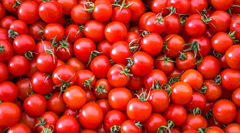 కుప్పకూలిన టమాటా ధర