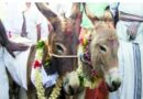 వాన కురవాలంటూ గాడిదల కళ్యాణం