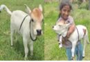 లక్కవరంలో అరుదైన పుంగనూరు లేగదూడ.. ఆకర్షణగా ‘మహాలక్ష్మి’